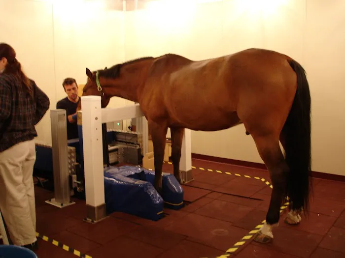 South Shore Equine Clinic & Diagnostic Center Picture 10