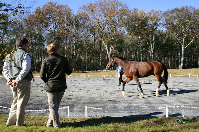 South Shore Equine Clinic & Diagnostic Center Picture 9