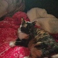 Halifax Veterinary Service ico