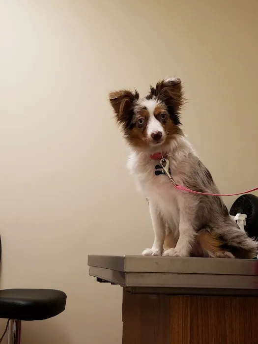Halifax Veterinary Service Picture 3