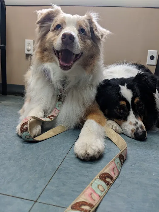 VCA Hanson Animal Hospital Picture 2