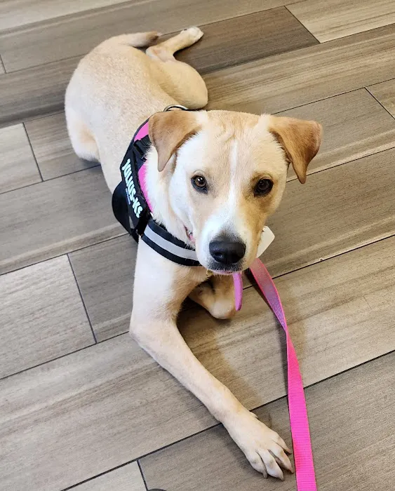 VCA Hanson Animal Hospital Picture 8