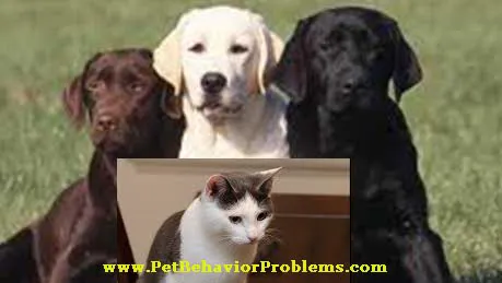 www.PetBehaviorProblems.com Picture 2