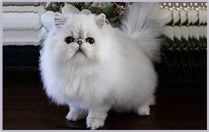 www.PetBehaviorProblems.com Picture 5