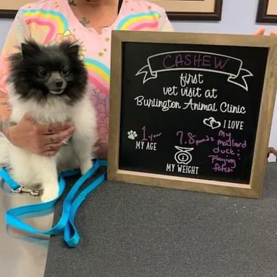 Burlington Animal Clinic Picture 3