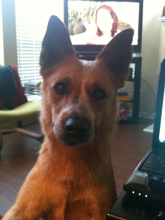 Burlington Animal Clinic Picture 9