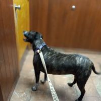 Woburn Animal Hospital ico