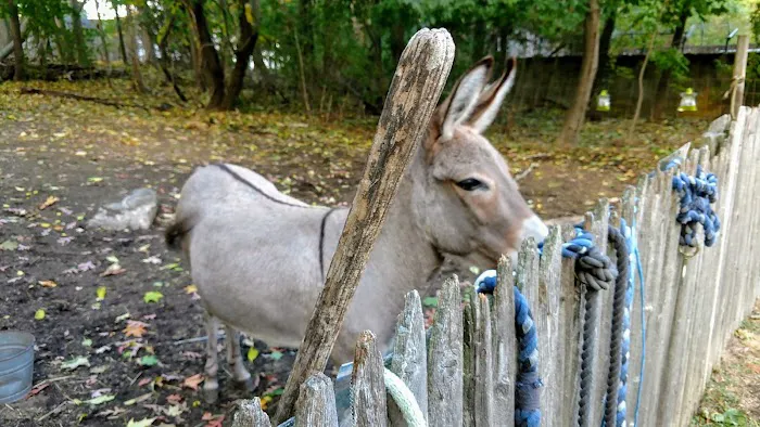 Adams Animal Clinic Picture 4