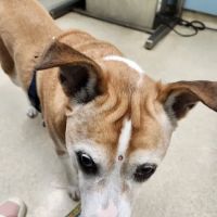 Winchester Veterinary Group ico