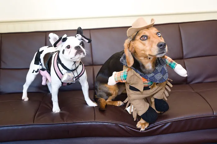 Best Pets Veterinary Hospital Picture 6