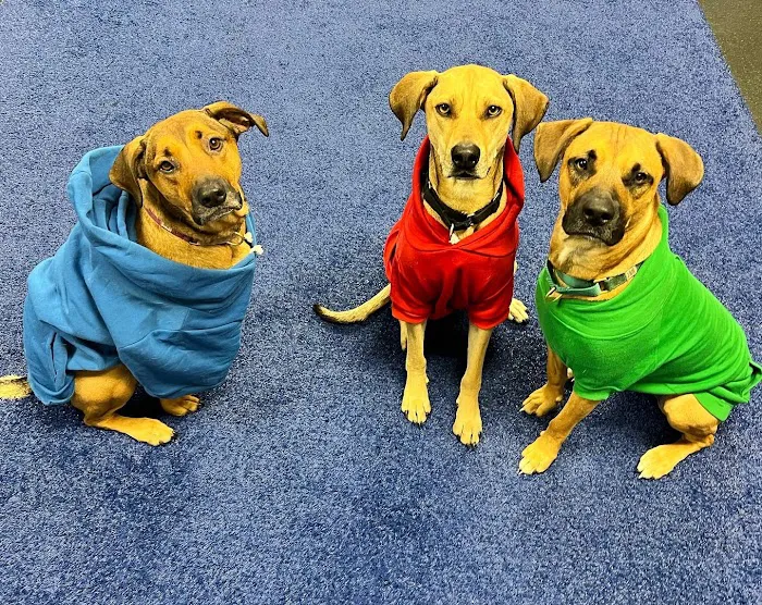Best Pets Veterinary Hospital Picture 10