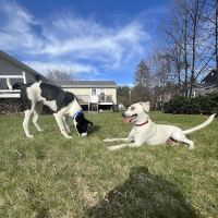 Shawsheen Animal Hospital ico