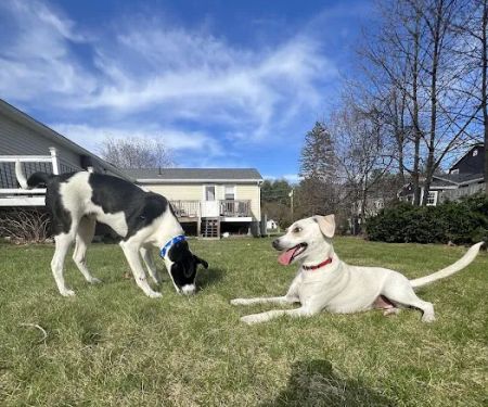 Shawsheen Animal Hospital