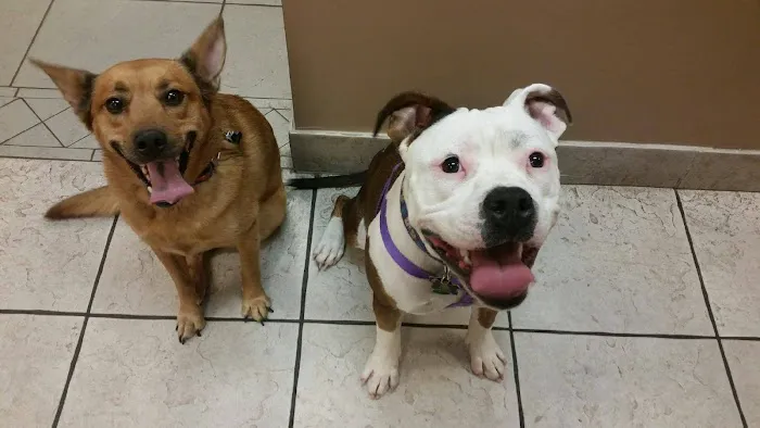 Shawsheen Animal Hospital Picture 2