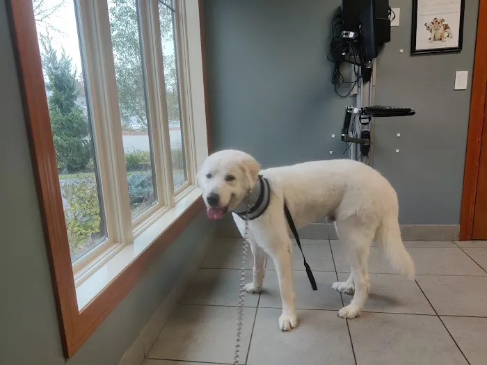 Shawsheen Animal Hospital Picture 5