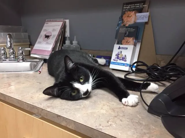 Shawsheen Animal Hospital Picture 7