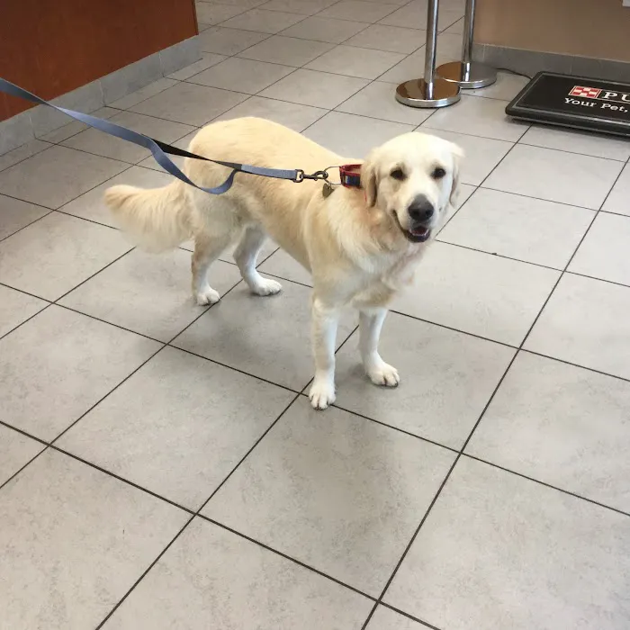 Shawsheen Animal Hospital Picture 9