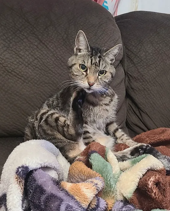 Main Street Animal Hospital, A Thrive Pet Healthcare Partner Picture 1