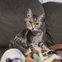 Main Street Animal Hospital, A Thrive Pet Healthcare Partner ico