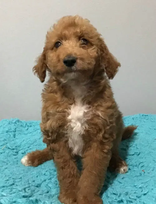 Main Street Animal Hospital, A Thrive Pet Healthcare Partner Picture 2