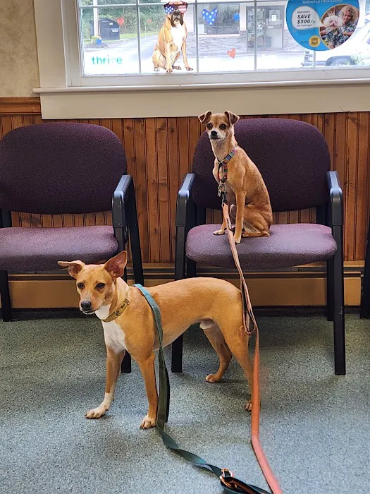 Main Street Animal Hospital, A Thrive Pet Healthcare Partner Picture 4