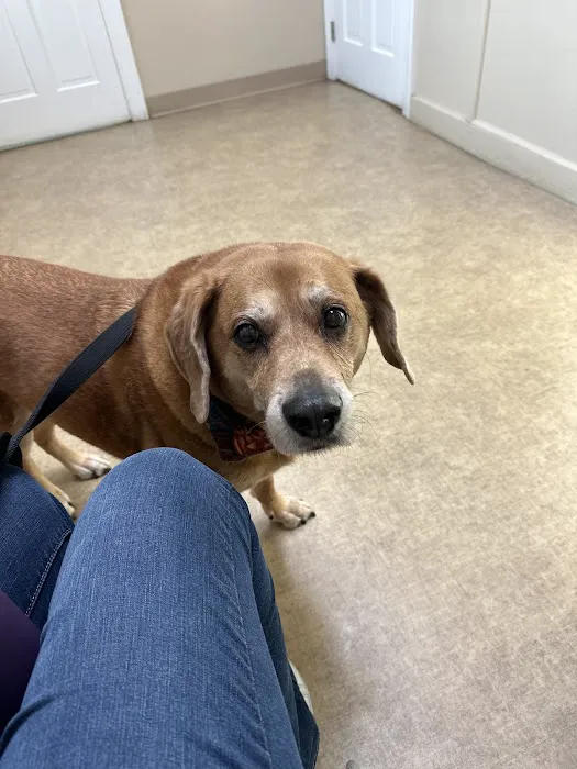 Main Street Animal Hospital, A Thrive Pet Healthcare Partner Picture 7