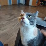 Salem Animal Hospital