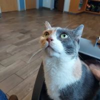 Salem Animal Hospital ico