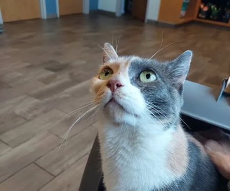 Salem Animal Hospital