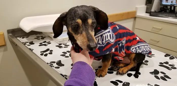 Salem Animal Hospital Picture 4