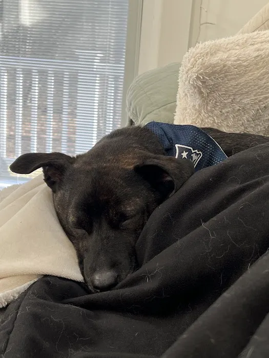 Salem Animal Hospital Picture 8