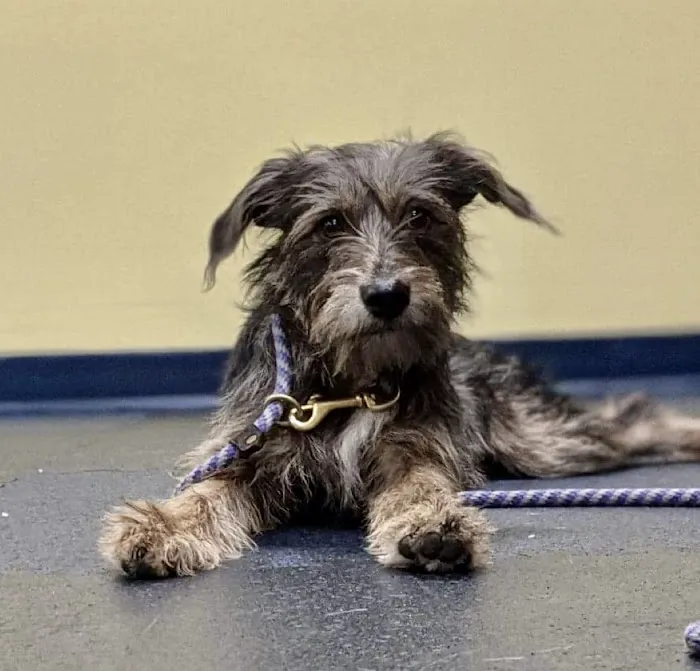 Salem Animal Hospital Picture 9