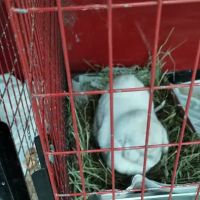 Noble Family Animal Care & Adoption Center ico