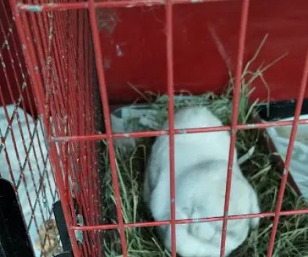 Noble Family Animal Care & Adoption Center