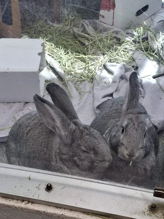 Noble Family Animal Care & Adoption Center Picture 4