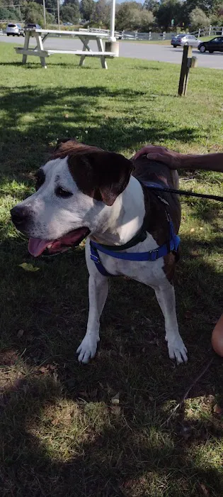 Noble Family Animal Care & Adoption Center Picture 5