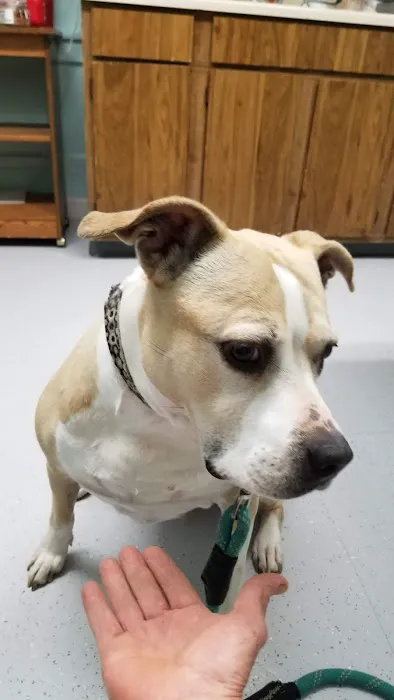 Methuen Veterinary Hospital Picture 1