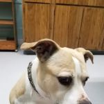 Methuen Veterinary Hospital