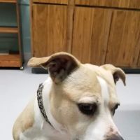 Methuen Veterinary Hospital ico