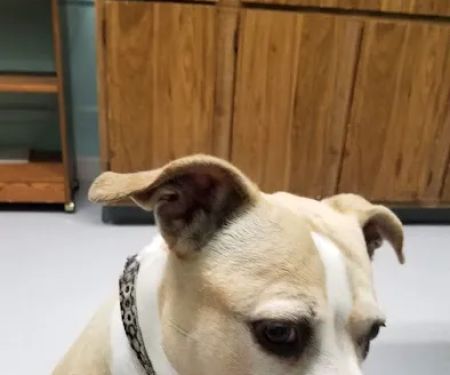 Methuen Veterinary Hospital