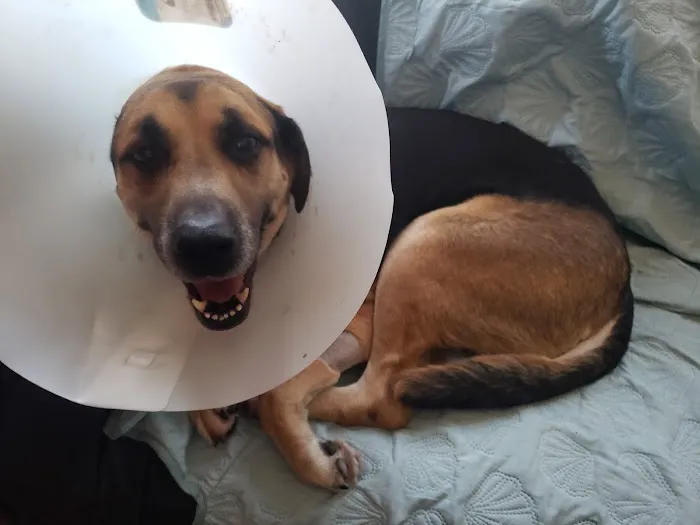 Methuen Veterinary Hospital Picture 5