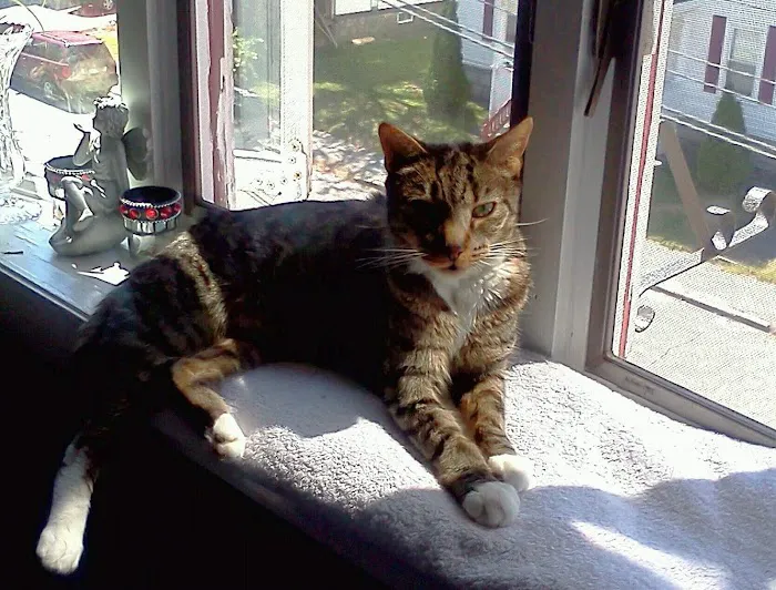 Linwood Animal Hospital Picture 1