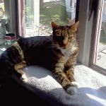 Linwood Animal Hospital