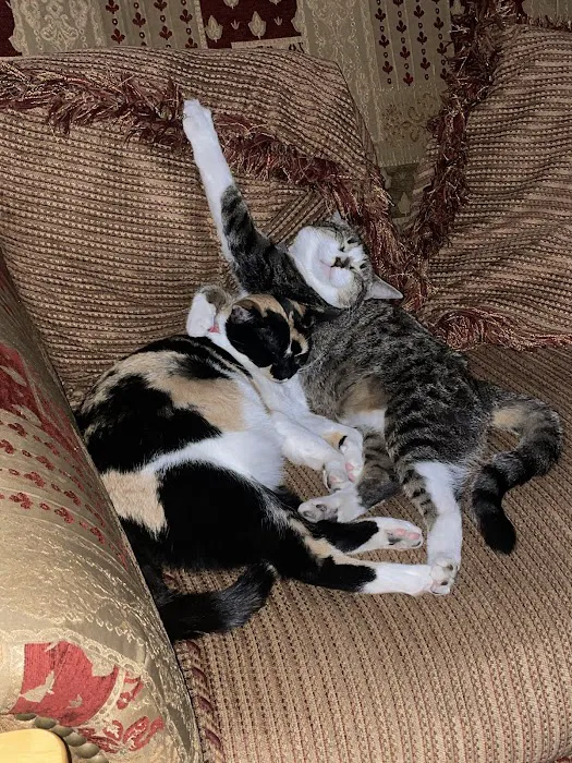 Belvidere Veterinary Hospital, A Thrive Pet Healthcare Partner Picture 4