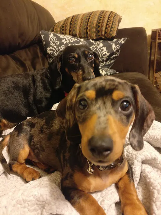 Belvidere Veterinary Hospital, A Thrive Pet Healthcare Partner Picture 3