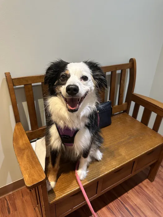 Belvidere Veterinary Hospital, A Thrive Pet Healthcare Partner Picture 2