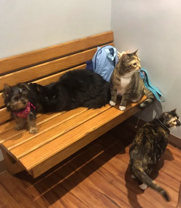 Belvidere Veterinary Hospital, A Thrive Pet Healthcare Partner Picture 1