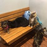 Belvidere Veterinary Hospital, A Thrive Pet Healthcare Partner