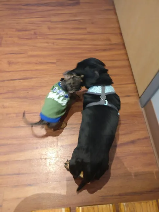 Belvidere Veterinary Hospital, A Thrive Pet Healthcare Partner Picture 5