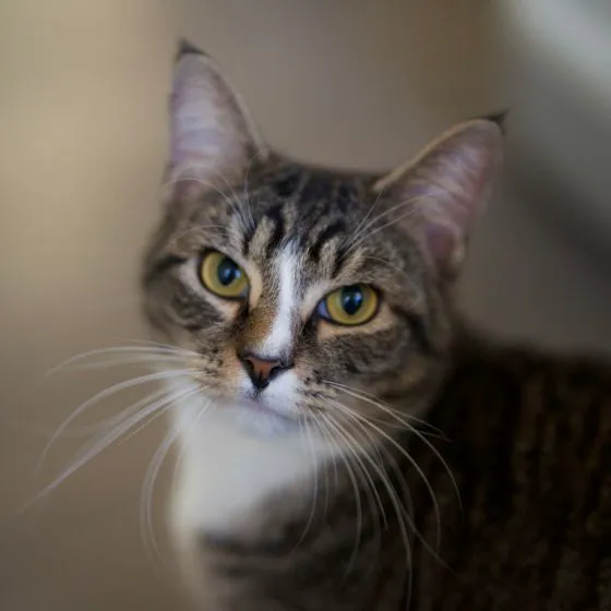 Belvidere Veterinary Hospital, A Thrive Pet Healthcare Partner Picture 7